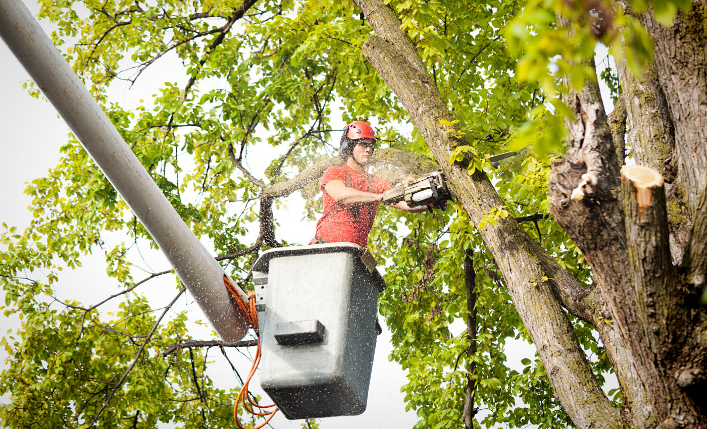 Tampa tree service professional providing tree trimming and tree removal services.