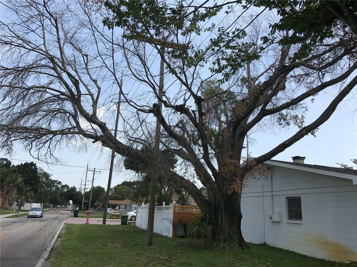 Giant Tree Removal-2625